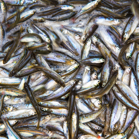 Background Many small fish are piled together and mixed with air bubbles.の写真素材