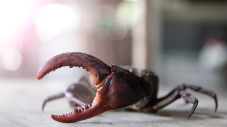 Close claws of field crab male, which is on the wood floor with a background bokeh blurred beautiful.の写真素材