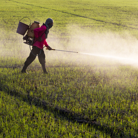 One farmer veil spraying herbicides or chemical fertilizers, the risks in the field of green rice.の写真素材