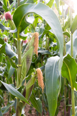 Close-cob and corn, which is grown for harvesting in the fields of rural Thailand.