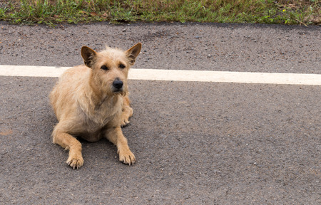 Thailand strains mix dog lying on the ground beside the road watching something.の写真素材