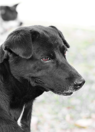 Close-face black dog was staring at something to blur the background and the other in the distance.の写真素材
