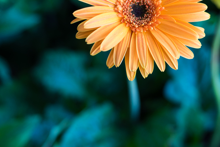 Close-half of Gerbera orange blossom on a green background blur.の写真素材