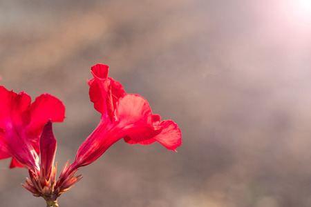 Close beside red azalea bloom with beautiful soft light shining blur into the background.の写真素材