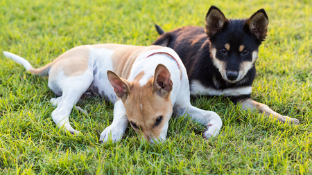 Thailand two young dogs playing together on the lawn and enjoy the greenery of one evening.の写真素材