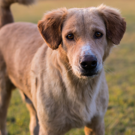 Close brown dog face strains mixed stands of Thailand acted doubt stand on the lawn.の写真素材
