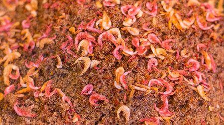 Close-up shots of dried shrimp, red and yellow on the chopped salt and pepper.