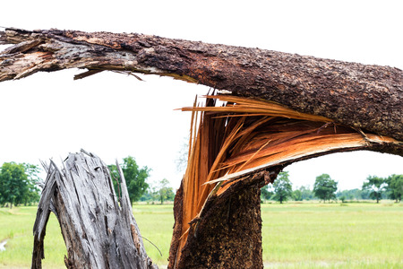 Close-up image of a steamed stem tree with broken stem torn off by the wind blowing the storm.の写真素材