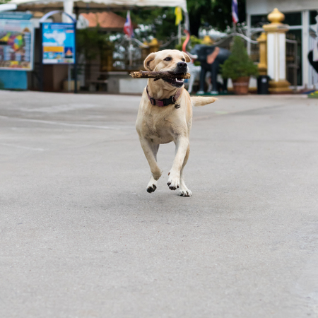 The white-brown Labrador dog is running back and forth on the street to bring back the owner.の写真素材