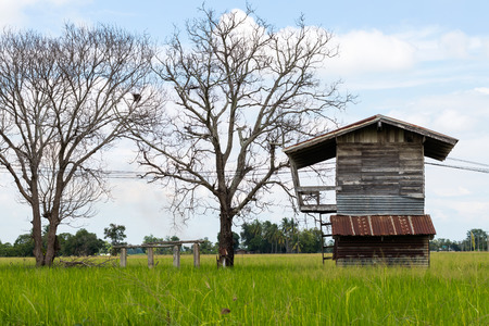Old wooden house with dry dead trees on a green rice field with a backdrop of sky.の写真素材