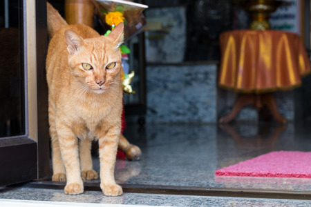 The yellow cat is standing near the glass door in the room and gazing at something of interest.の写真素材