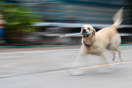 The blurred view of the Labrador, where the branches are running fast and playfully.の写真素材