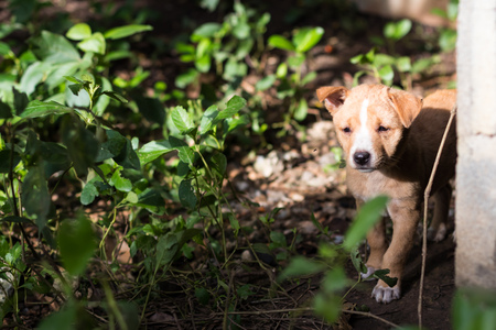 Brown puppies are exposed to sunlight, hidden near concrete posts on the ground with weeds in the countryside.の写真素材