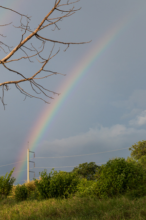 Close-up of a dead tree branch on a rural forest with cloudy clouds and rain after rain.の写真素材