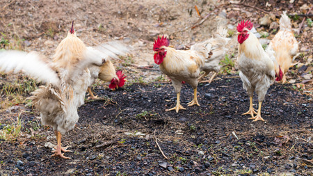 Many white and yellow Thai chickens are scraping for food on the ground in the early morning countryside.の写真素材