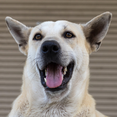 Close-up of the face of a white Thai dog who is staring at something and opens his mouth funny and playful.の写真素材