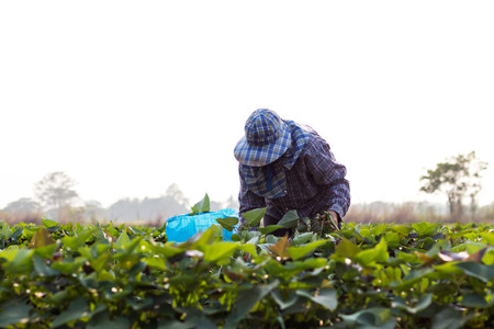 Close-up of low angle view of Thai farmer woman with hat and veil wrapped in sweet potato garden.の写真素材
