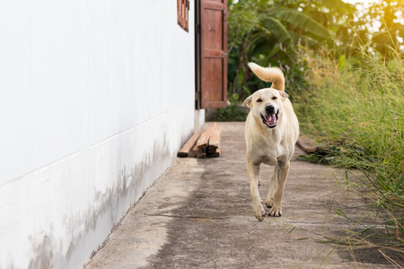 A white Thai dog is running on the concrete floor next to a house in the Thai countryside.の写真素材