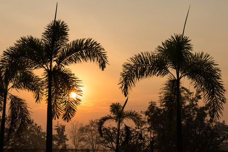 Silhouette of the sun rises with many palm trees in a park in the early morning Thai countryside.の写真素材