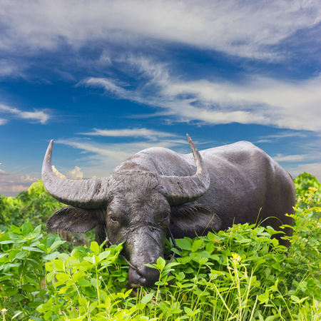 Close-up of a buffalo with muddy dirt on the face, chewing grass, sky skies as a backdrop.の写真素材