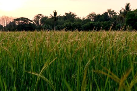 Low perspective view of flowering of orange weeds blooming early in the morning, beautifully growing in the rice fields near the Thai countryside.の写真素材
