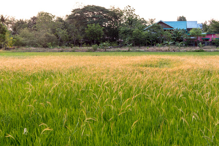 View of flowering of orange weed growing in full rice paddies in rural Thailand close to residential village.の写真素材