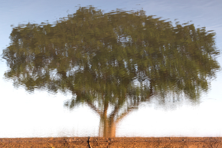 Abstract background, water reflection of a large tree against blue sky with waves in rural Thailand.の写真素材