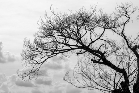 Close-up image Silhouette background Black and white image Dry branches die like ghosts with clouds overcastの写真素材