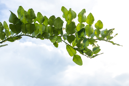 Isolate leaves of bergamot on the branches back light in the sky with clouds as a backdrop.の写真素材