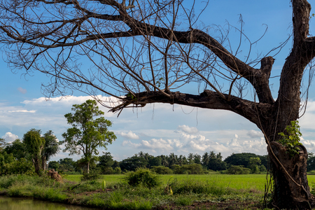 View of dry deciduous trees above the rice paddy field near the forest, which is commonly seen in rural Thailand.の写真素材