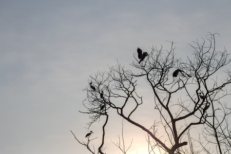 Silhouette background, dry dead branches with large birds caught back in the evening sun.の写真素材