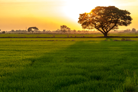 Scenic views of large trees and orange light, evening sunsets which have a long shadow on the green rice fields in rural Thailand.の写真素材