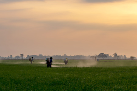 Rear view of a group of people who were spraying chemicals on the green rice field early morning often found in rural areas, agriculture, Thailand.の写真素材