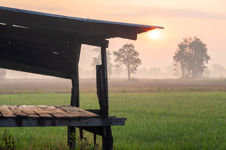 Close to old wooden huts with zinc roofs and early morning sunshine over the green rice fields in Thai rural agriculture.の写真素材