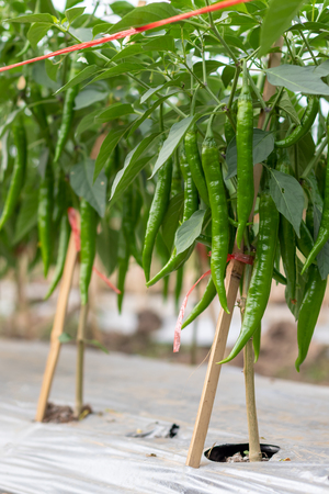 Close-up view of many green chilli crops that are cultivated and grown on the ground in the Thai rural agricultural area.の写真素材