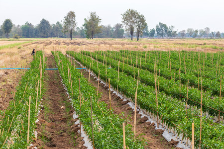 A view of the green chilli plantation, which has bamboo poles plugged into the rice paddies, commonly seen in Thailand.の写真素材