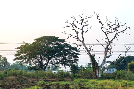Scenery of trees, dead branches, early morning over the road near the rural areas of Thailand.の写真素材
