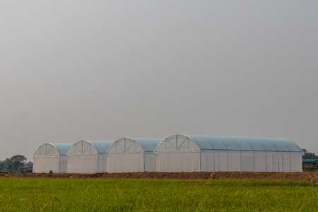 Exterior view of the white canvas dome for growing vegetables which are still empty, mounted on the farmland, rice fields, waiting to be cultivated in rural Thailandの写真素材