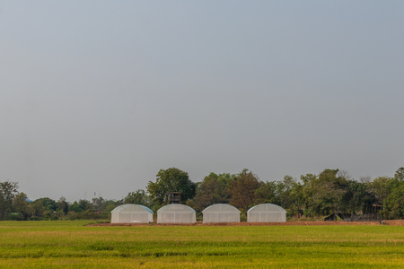 Exterior view of the white canvas dome for growing vegetables which are still empty, mounted on the farmland, rice fields, waiting to be cultivated in rural Thailandの写真素材