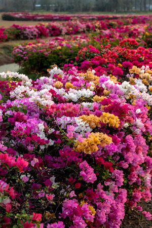 Beautiful colorful bougainvillea scenery with trees on one of the drier parks in the early morning Thai countryside.の写真素材