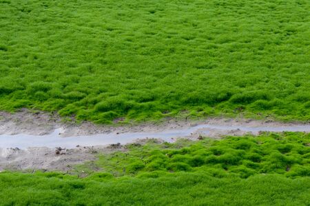 A view of the fresh green moss background which is growing, covering the ground where a waterway runs through a rural canal.の写真素材