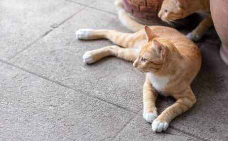 One beautiful yellow Thai cat is lying on the concrete floor and stare at something suspiciously.の写真素材