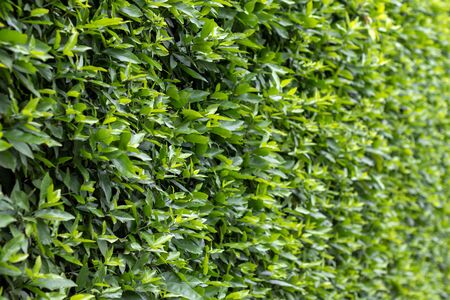 Background near the side of the wall, many green leaves that are popular in garden decorations.