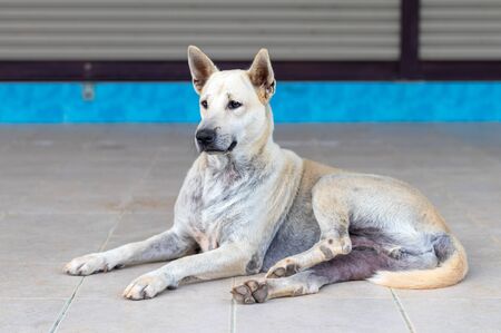 A white Thai dog lying half sitting and staring at something on the tile floor in front of a house hesitated.の写真素材