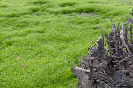 The tree roots from dead trees, abstract shapes, were left on the fresh green moss in a dry arid swamp.の写真素材