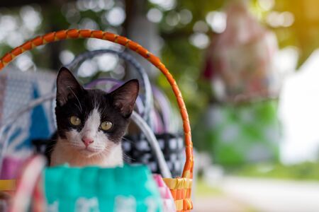 Close-up of a cute black-and-white Thai cat sitting and staring at something curious in a colorful plastic basketの写真素材