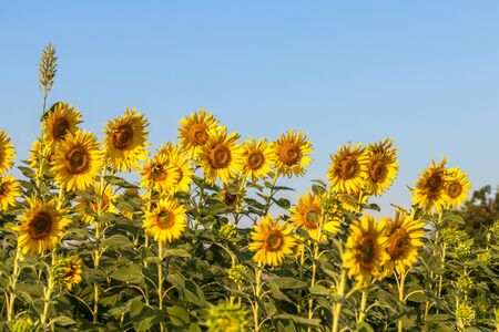 Low angle view, beautiful sunflowers blooming in abundance with the sunlight during the day with the sky as the background.の写真素材