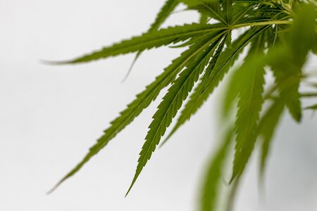 Close-up of many green leaves of a marijuana, a medicinal plant with a milky concrete wall in the background.の写真素材