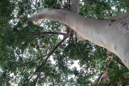 View from below, close to a large tall tree, which is covered with leaves during the day.