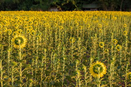 The view from the back of the garden, many sunflowers blooming beautifully in the rural Thai agricultural area during the day time.の写真素材